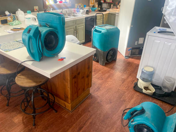 Best Mold removal after water damage  in Sheldon, IL