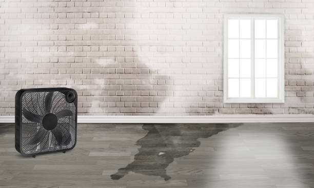 Best Local water damage restoration  in Sheldon, IL